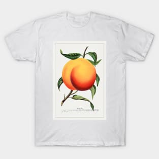 Foster Peach Lithograph (1900) T-Shirt